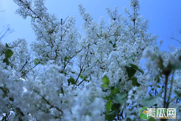 丁香种子有哪些常见品种推荐