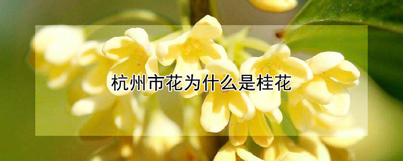 杭州市花为什么是桂花