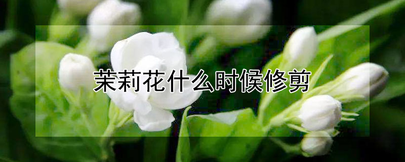 茉莉花什么时候修剪"