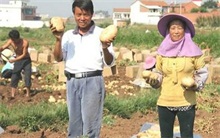 山西岚县土豆种植大户的致富经"