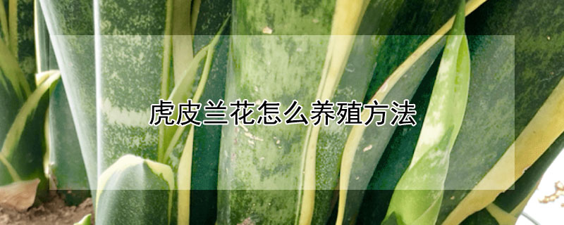 虎皮兰花怎么养殖方法