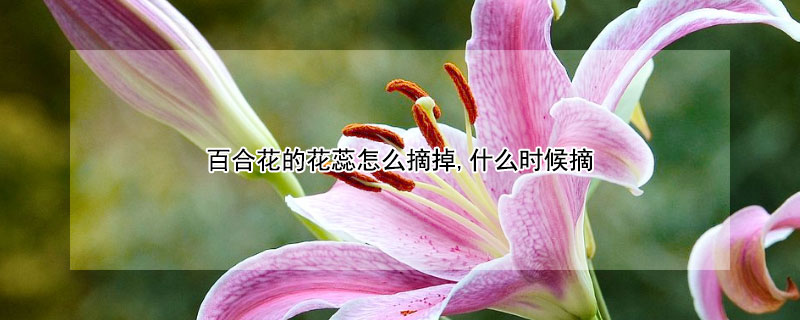 百合花的花蕊怎么摘掉,什么时候摘"