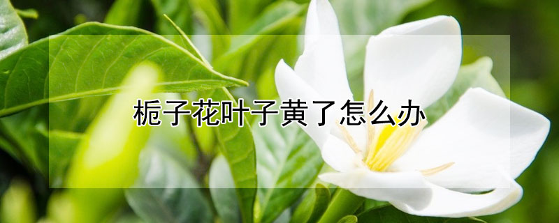 栀子花叶子黄了怎么办"