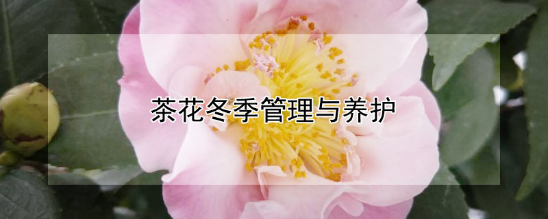 茶花冬季管理与养护"