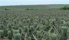 广东菠萝种植区种植概况"