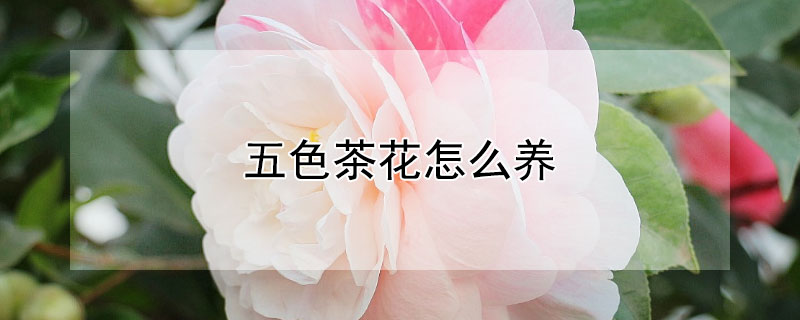 五色茶花怎么养"