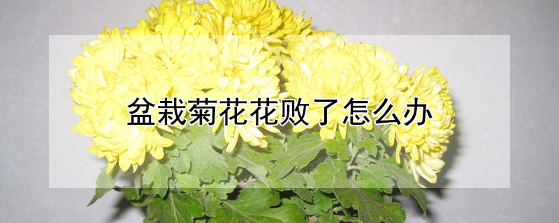 盆栽菊花花败了怎么办"