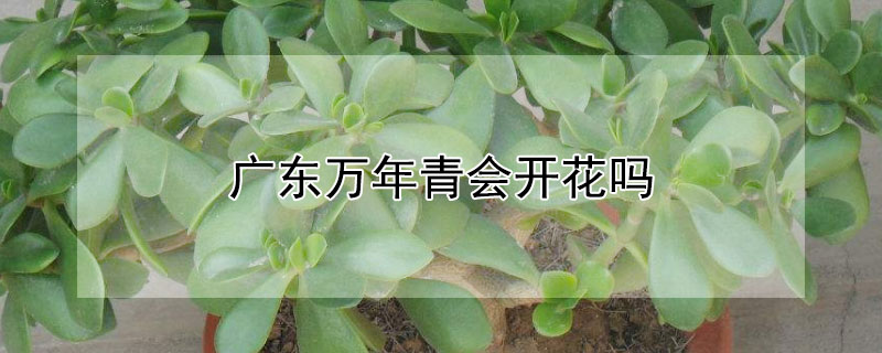 广东万年青会开花吗"