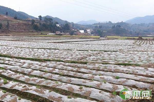 黑白地膜的区别及其优缺点