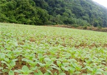 芝麻播种季适逢多雨天早防草害病害"