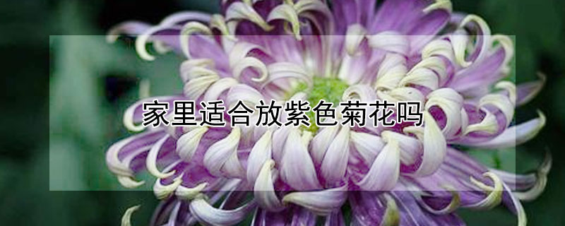 家里适合放紫色菊花吗