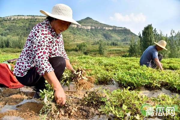 高温天气作物管理要点及注意事项"