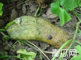 食醋也能防治蔬菜病虫害？"