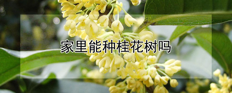 家里能种桂花树吗"