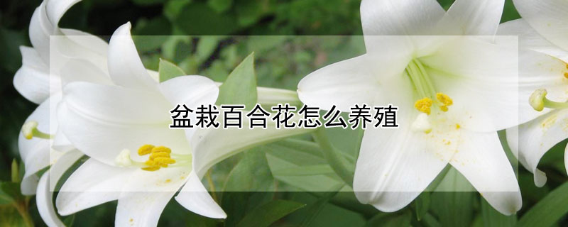 盆栽百合花怎么养殖"