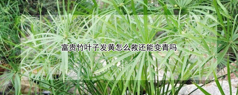 富贵竹叶子发黄怎么救还能变青吗"