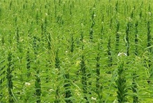 多雨天气早防芝麻草害病害"