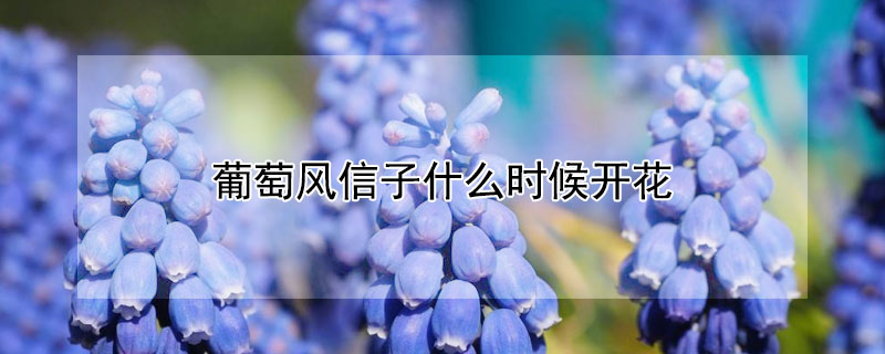 葡萄风信子什么时候开花"