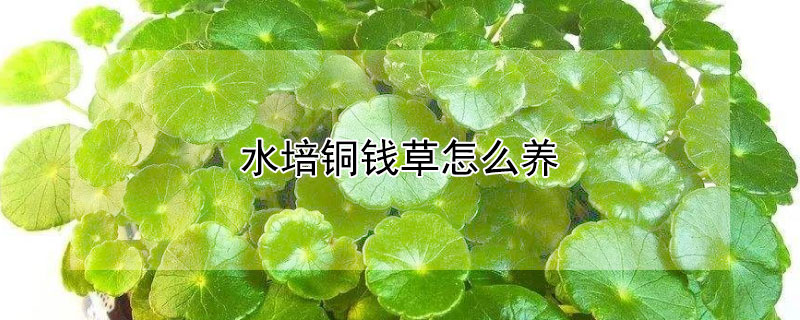 水培铜钱草怎么养"