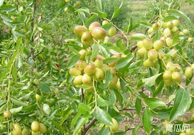 鲜枣种植常见病虫害及防治措施介绍"