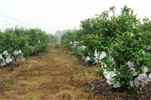 莲雾种植基础管理知识"