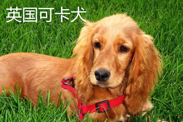 可卡犬多少钱一只