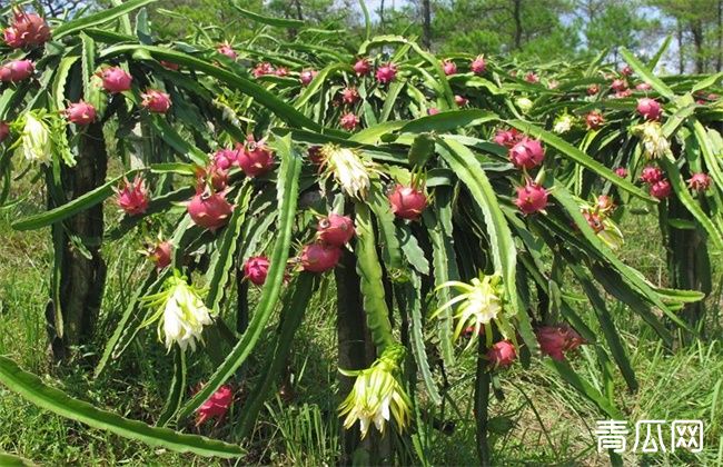 夏季火龙果落花落果怎么办？预防措施介绍下"