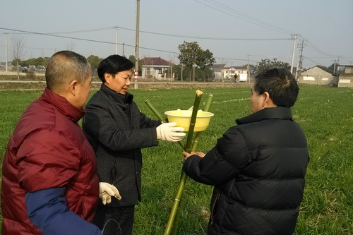 小麦白粉病症状和防治措施介绍