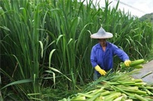 葡萄、茭白等特色果蔬陆续上市