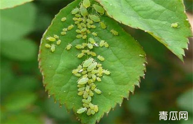 枸杞蚜虫防治技术