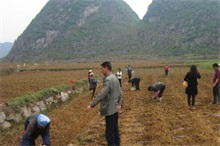 春季栽种山药水肥土管理要点