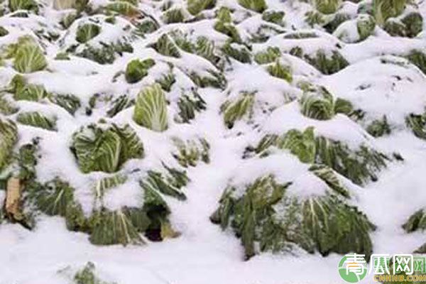 植物防冻剂使用方法及注意事项