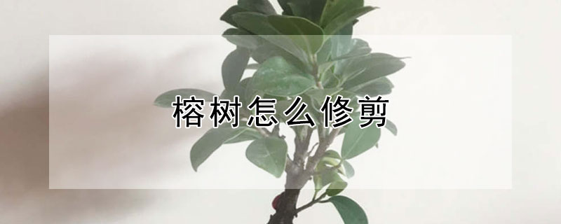 榕树怎么修剪"