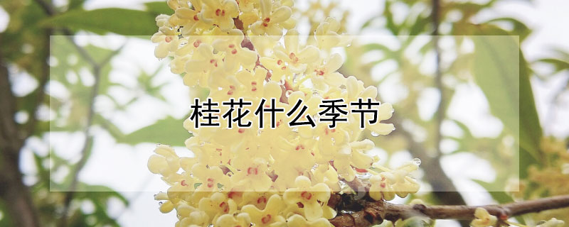 桂花什么季节"