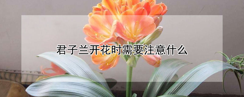 君子兰开花时需要注意什么"