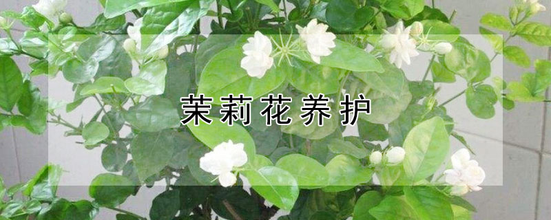 茉莉花养护"