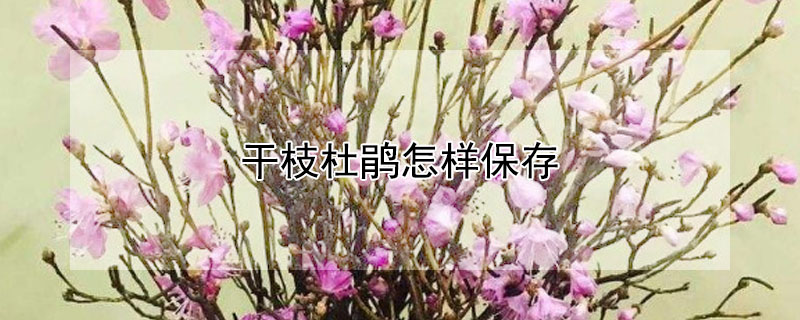 干枝杜鹃怎样保存"