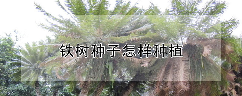 铁树种子怎样种植"