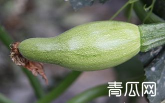 蔬菜激素中毒、畸形果多怎么办？