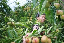 大棚冬枣采摘期管理"