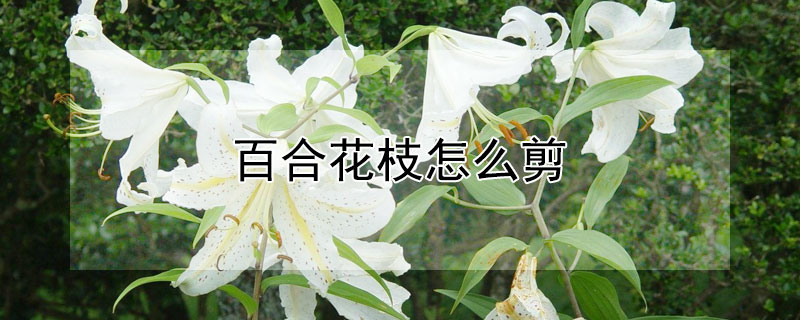 百合花枝怎么剪"