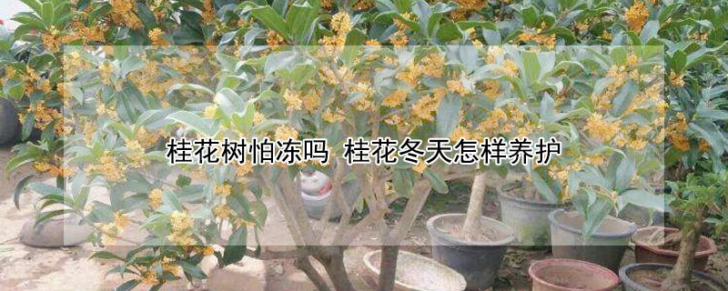 桂花树怕冻吗