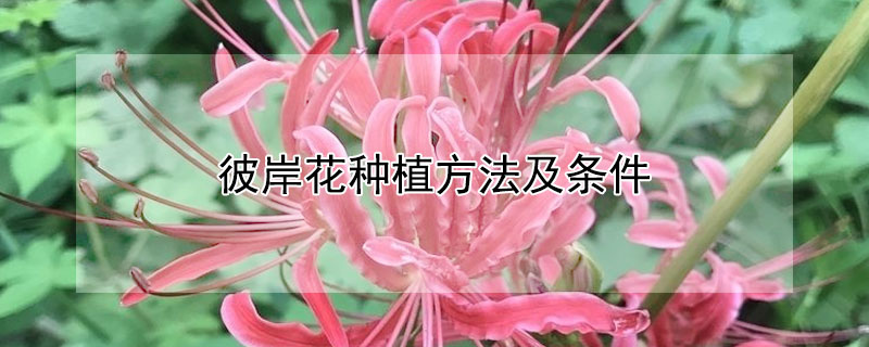 彼岸花种植方法及条件"