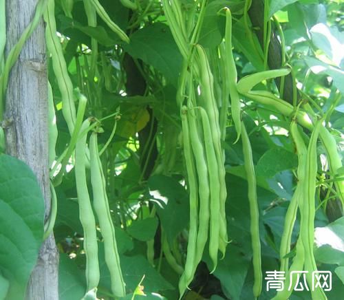 大棚豆角种植常见病症状及原因介绍