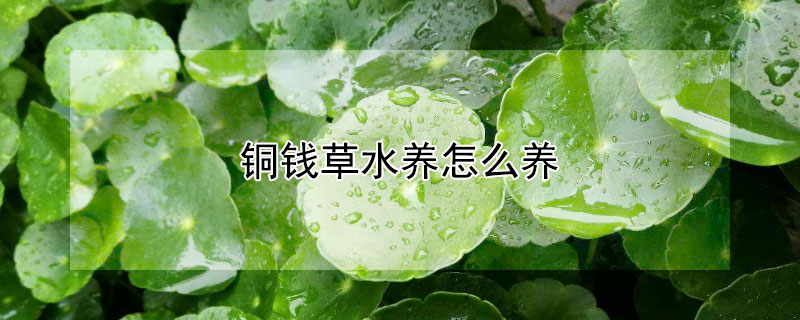 铜钱草水养怎么养"