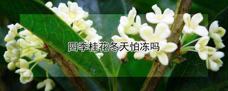 四季桂花冬天怕冻吗"