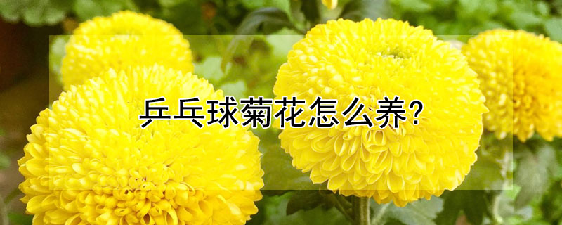 乒乓球菊花怎么养?"