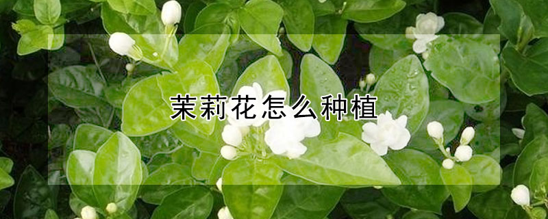 茉莉花怎么种植"