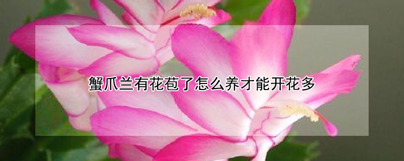 蟹爪兰有花苞了怎么养才能开花多"