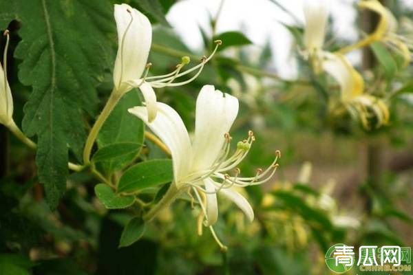 金银花在日常管理的高产种植技巧（建议收藏！）"